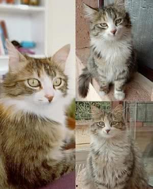 小猫咪闯天下爆料视频,萌宠探险记 第3张 小猫咪闯天下爆料视频,萌宠探险记 第3张